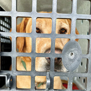 RuffLand Kennels Features No Bite