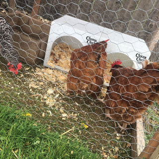 Two chickens foraging near a Cluster Cluck™ chicken coop within a fenced area, showcasing the coop's integration into a backyard setting.