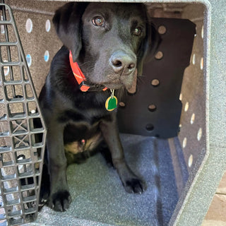 Black dog inside RuffLand® Kennel with kennel divider.
