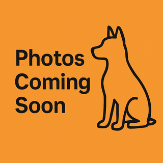 Jefe de lanzamiento™