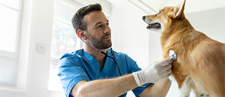 Vet examining dog