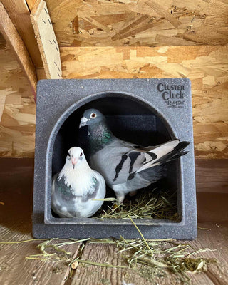 Cluster Cluck™