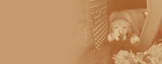 Tan background photo of dog sleeping in a Ruff Land kennel after a long pheasant hunt
