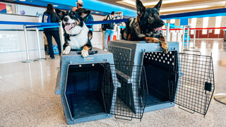 Ruff Land Kennels in airport