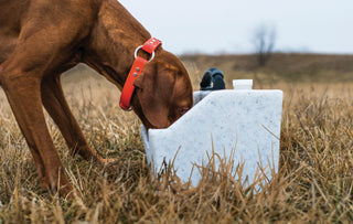 vizsla dog drinking out of whitestone waterhole