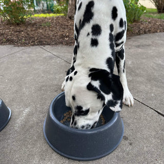 A Dalmatian dog eating from a RuffLand® Performance Kennels Dog Bowl placed outdoors.