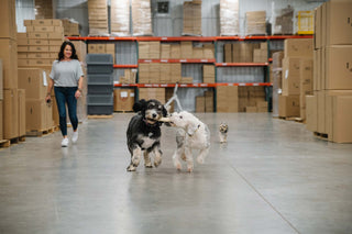 Dogs playing in the Ruff Land Kennels warehouse