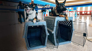 Two dogs in crates at an airport with passengers in the background
